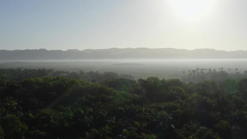 Aerial view of a tropical forest under a thin layer of mist in the morning