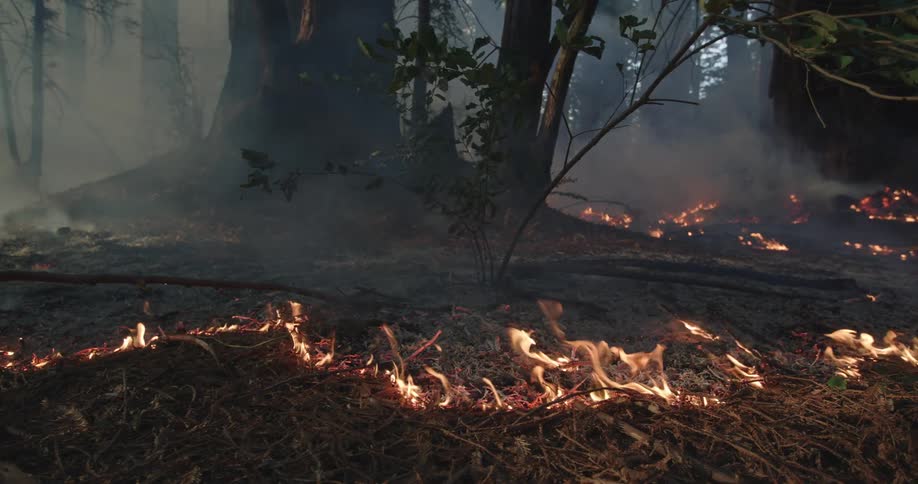 Flames lick across ground partly encircling clump of trees in smoky forest during forest fire