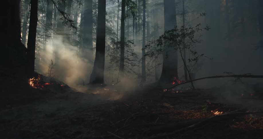 Dense thick smoke rises from the wildfires on the forest ground at morning