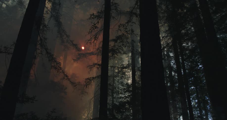 Sun faintly shines through the dense thick smoke rises from the wildfires on the forest ground at morning