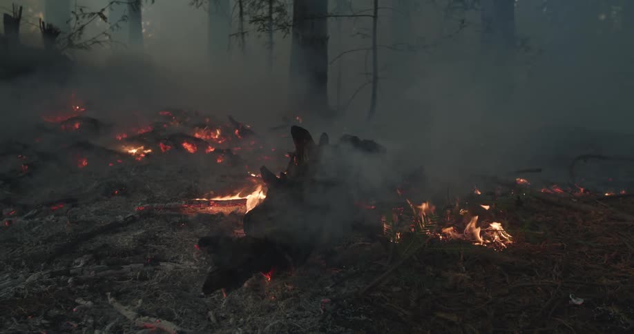 A forest fire on the forest floor burning as smoke billow off it filling the air