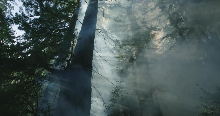 Smoke rises into sky in the forest