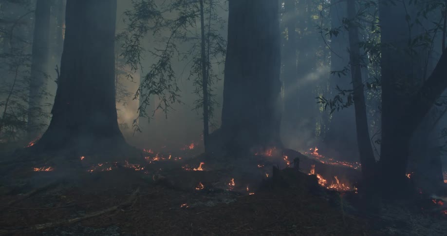 Flames flicker and generate smoke as they burn during a forest fire in the redwoods