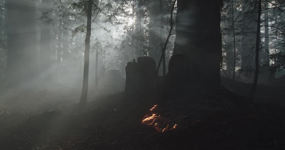 Rays of sunlight illuminate the rising smoke of a forest fire as flames spread across the ground