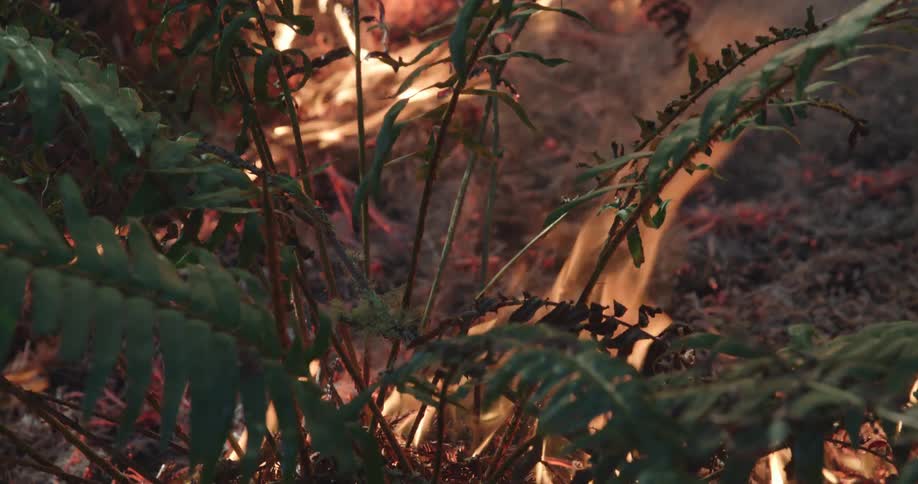 A forest fire burning plants on the forest ground