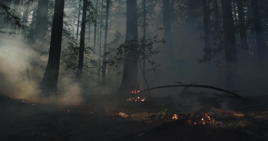 Small isolated fire burning on the floor of the forest with smoke and light streaming in