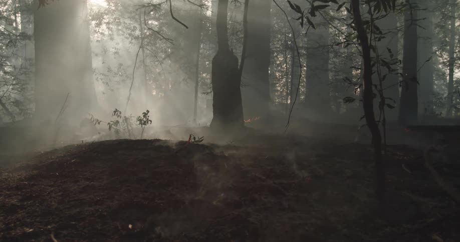 The smoke of a forest fire rises and fills the woods as glowing embers smolder on the ground
