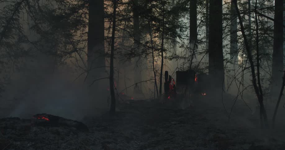 A forest covered in smoke as flames smolder on the ground