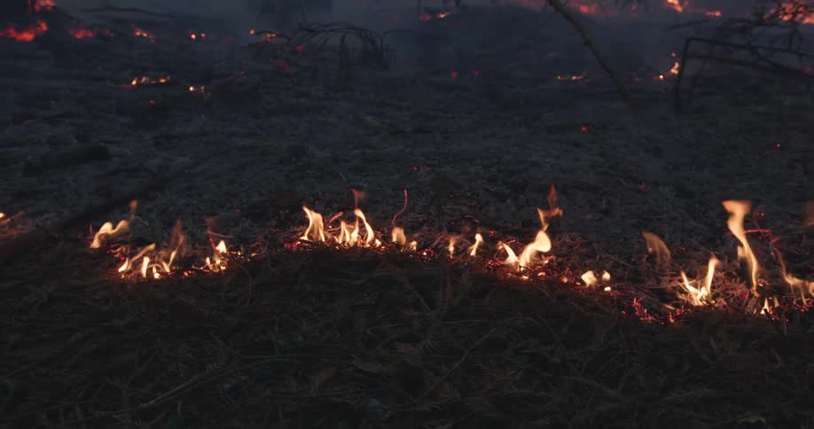 A forest fire on the ground burning and smoking