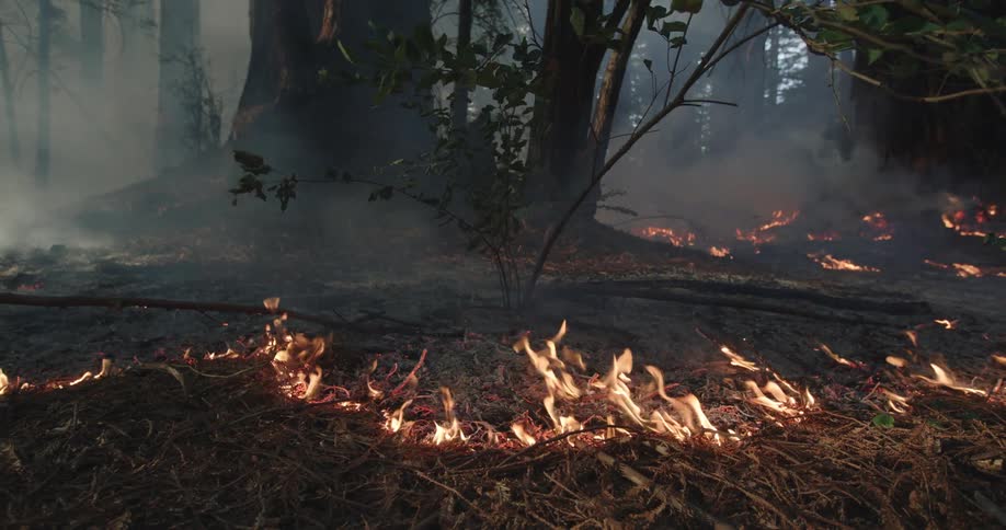 Smoke and flame rise in the forest as the wildfire spreads across the ground