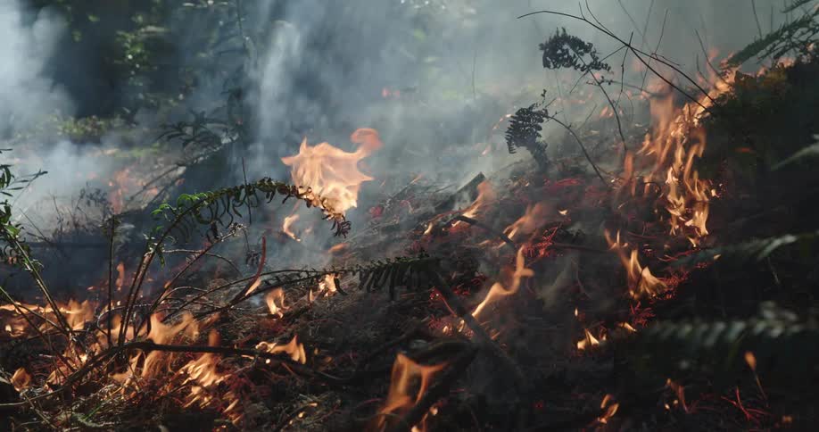 The wildfire spreads as flames and smoke rise in the burning forest