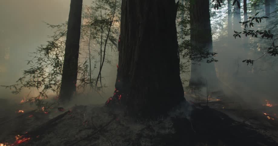 A forest fire burning on the forest ground burning trees and smoking