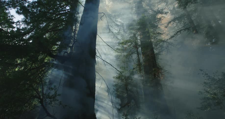 Dense thick smoke rises from the wildfires on the forest ground at morning