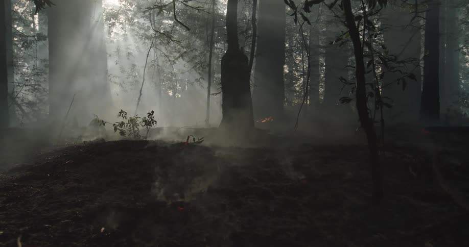 Rays of sunlight illuminate the rising smoke of the forest fire as the wildfire spreads and smolders on the ground