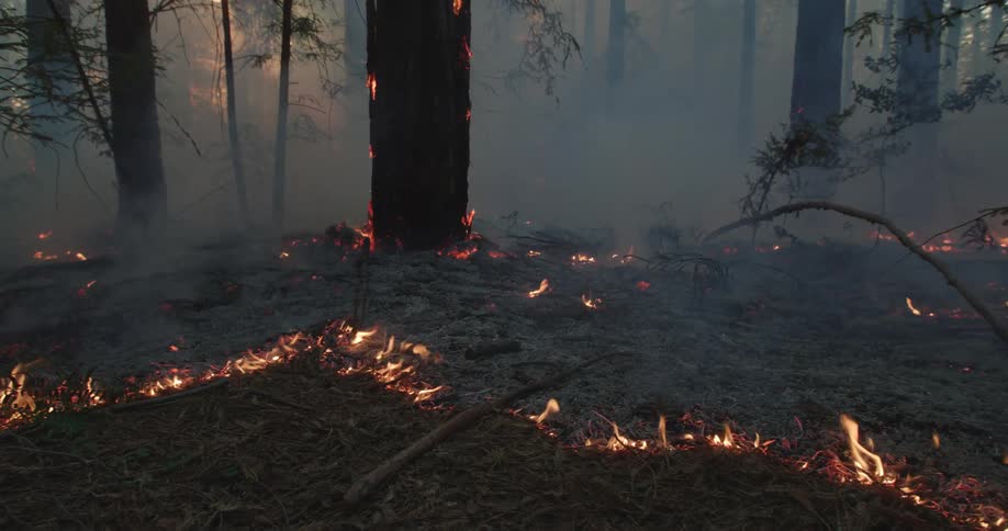 Trees are in flames and the wildfire is spreading across the ground as smoke rises in the forest on fire