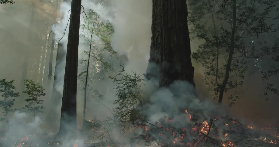Sunlight illuminates the rising smoke of a forest fire