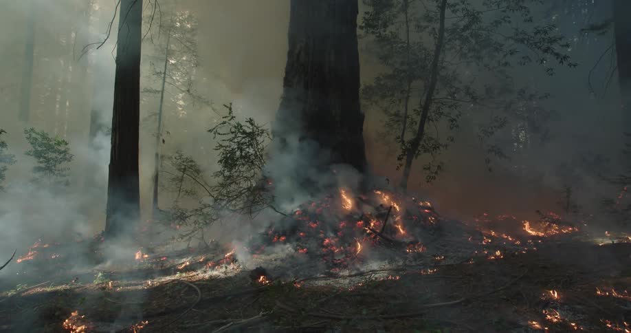 A tall tree in the forest surrounded by smoke while a forest fire burns on the ground