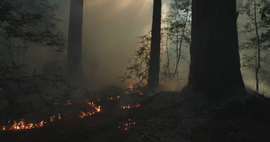 Flames flicker as a fire burns along the ground within a forest