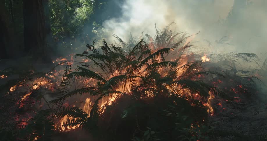 The view is of the forest and there is a fire going on