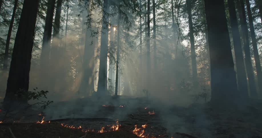Smoke rises into sky in the forest