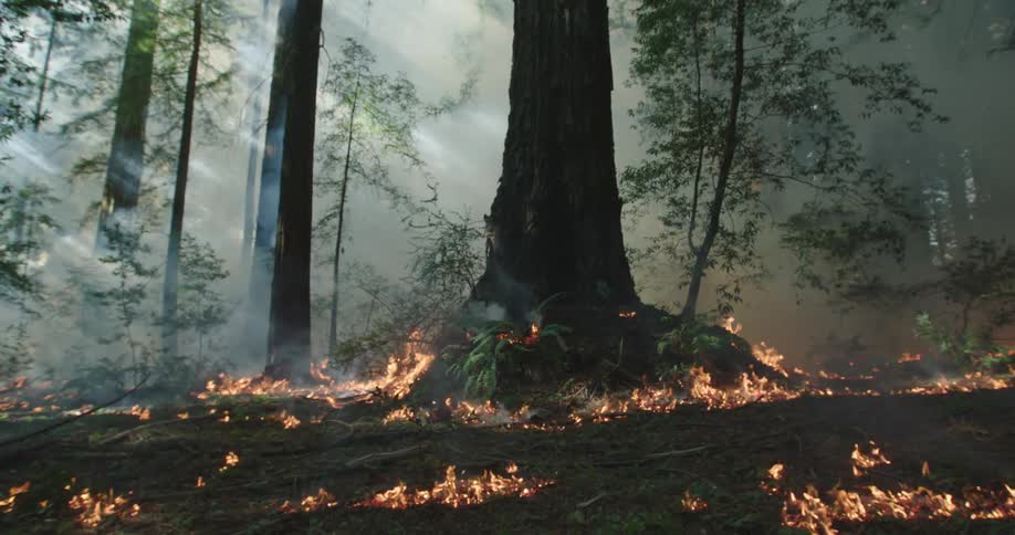 Small isolated fires burning on forest floor with light beaming in through smoke