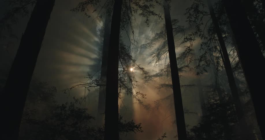 Tall trees in a forest as smoke fills the area