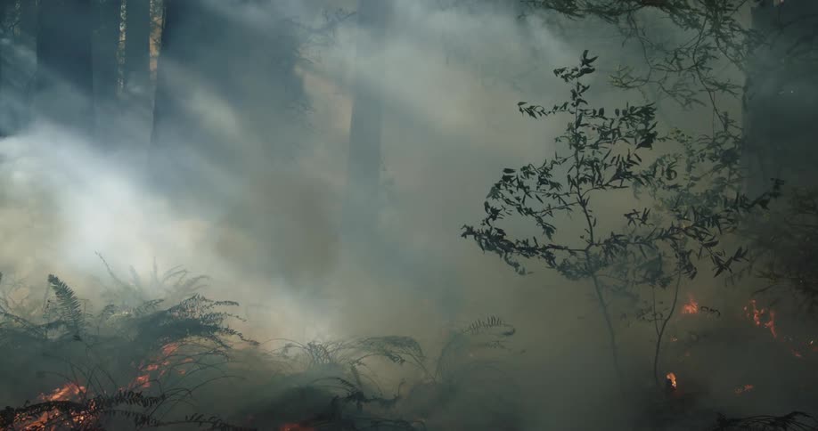Sunlight illuminates the rising smoke of a forest fire as flames spread across the ground