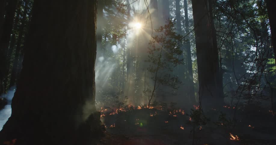Smoke rises in the forest as the wildfire spreads among the trees