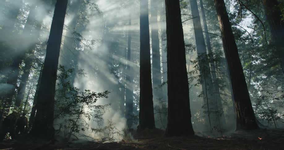 Smoke rises into sky in the forest