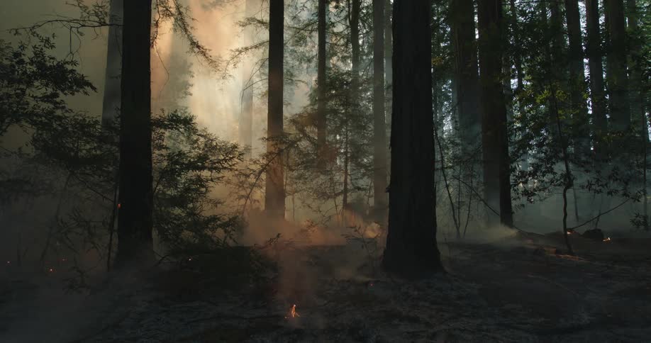 Smoke rises through the redwood trees as the wildfire burns through the forest and smoke in the distance is illuminated by the glowing flames