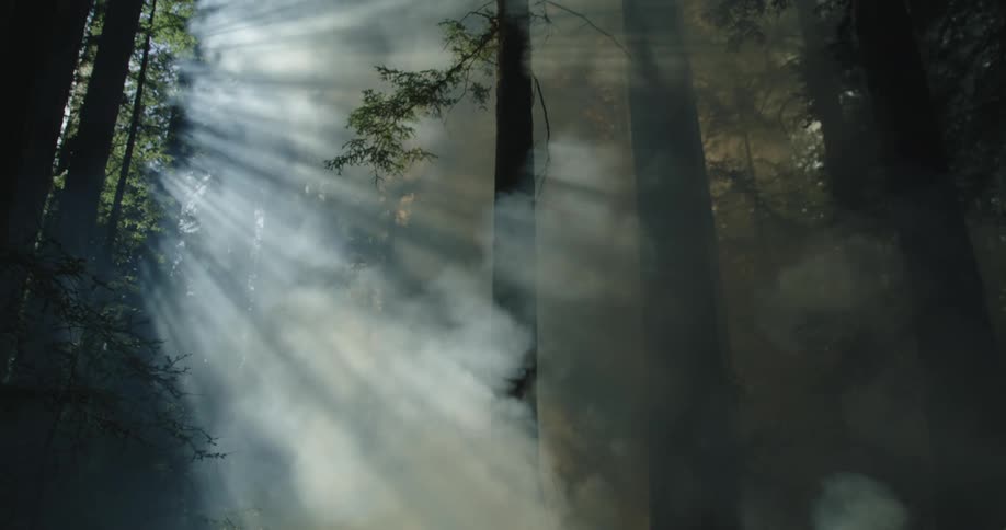 Smoke and mist filter through the forest