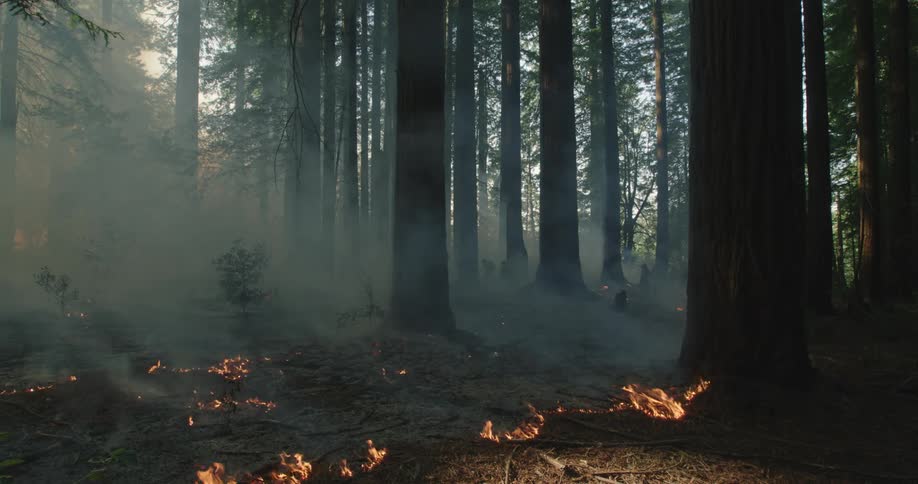 A small fire burns in the woods burning brush in scattered spots as smoke emits from them