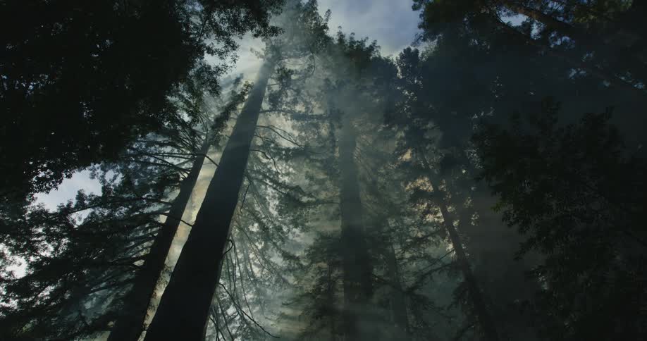 Looking up at trees in forest with smoke and sunlight coming through from nearby forest fire