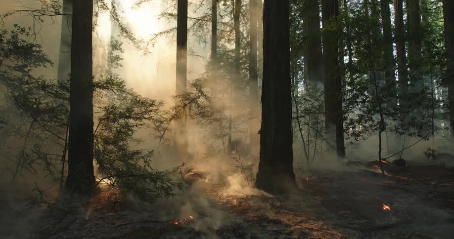 Smoke billows up from small flames that are burning within a forest