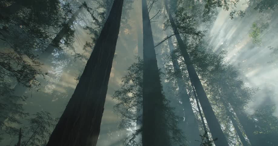 Smoke filling a forest with tall trees and sunlight shining through