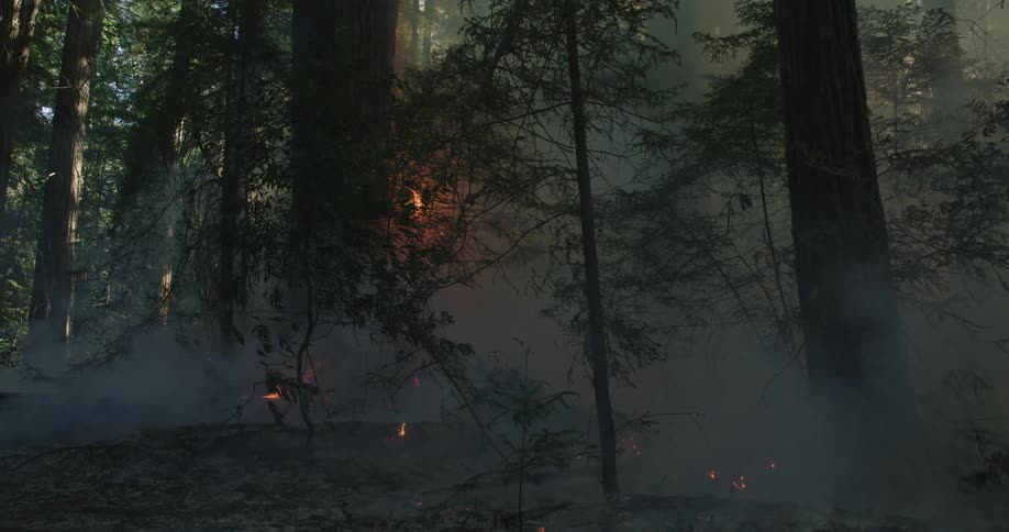 A fire burning in a forest as smoke fills the forest floor
