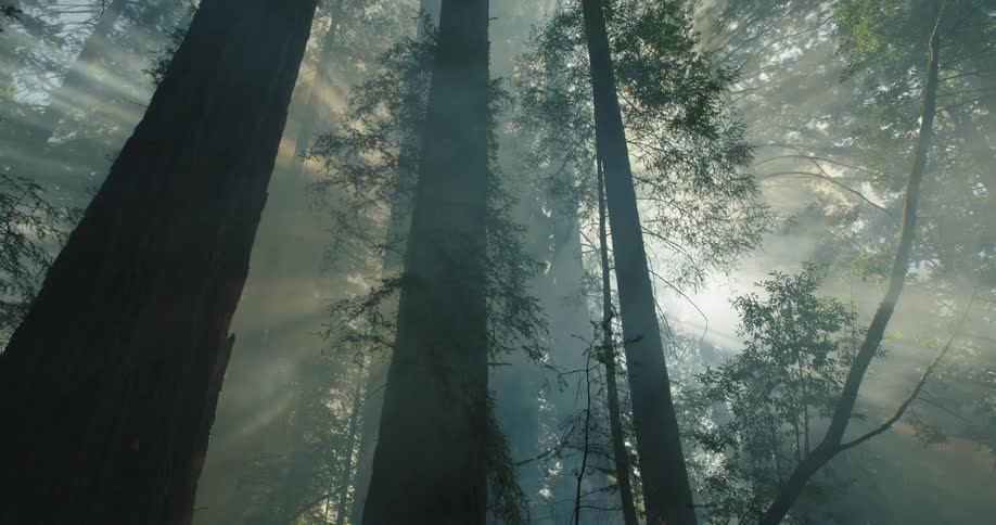Smoke flowing through the forest between tall trees as sunlight shines through