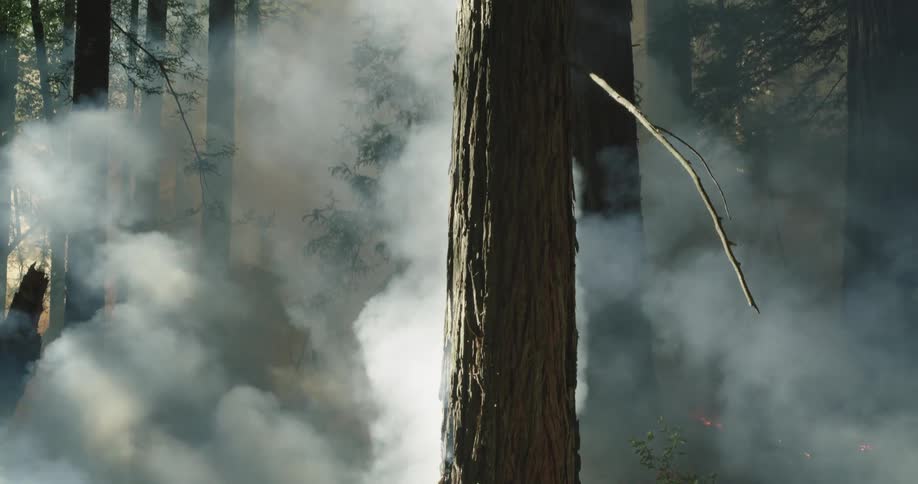 The redwood forest is on fire