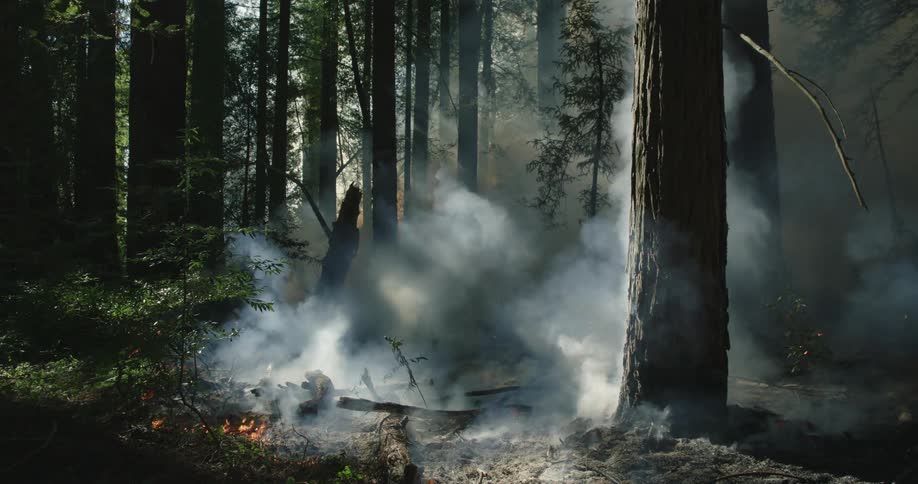Dense thick smoke rises from the wildfires on the forest ground at morning