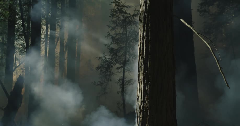 Dense thick smoke rises from the wildfires on the forest ground at morning