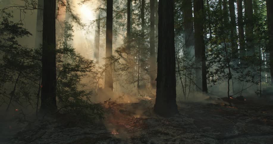 Fire smoldering on the ground of a redwood forest as smoke rolls off the ground