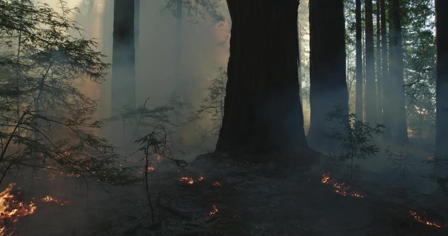 Dense thick smoke rises from the wildfires on the forest ground at morning