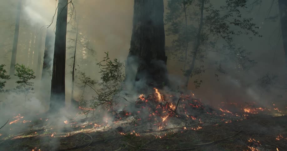 A forest fire at the base of a tall tree as smoke billows out of the forest top