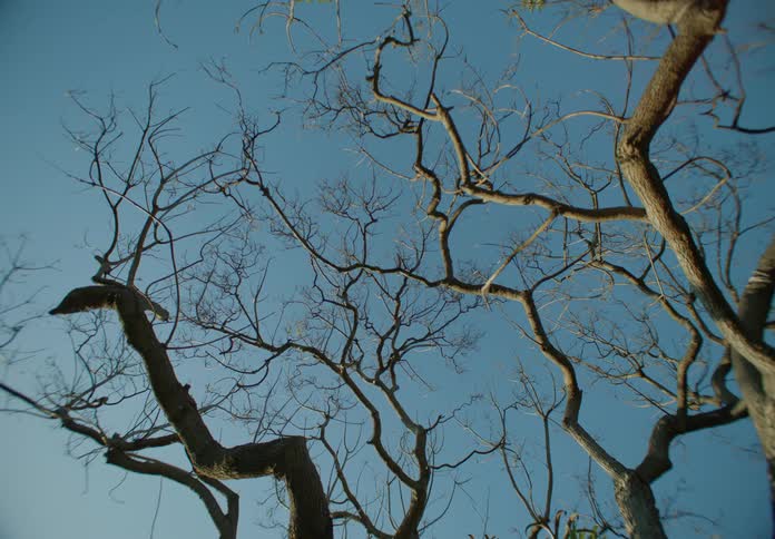 Barren tree agains the blue sky