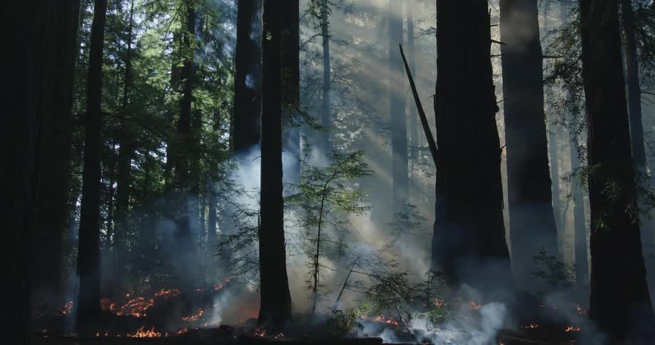 Rays of sunlight illuminate the rising smoke of a forest fire as flames spread across the ground
