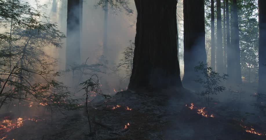 Smoke and flames rise in the forest as the wildfire burns