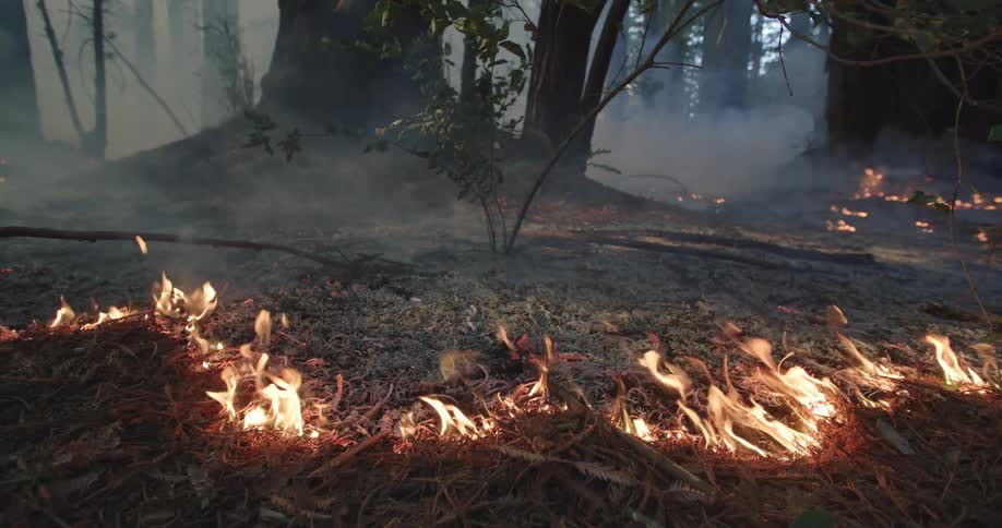 A forest fire burning on the forest ground around trees as smoke fills the air