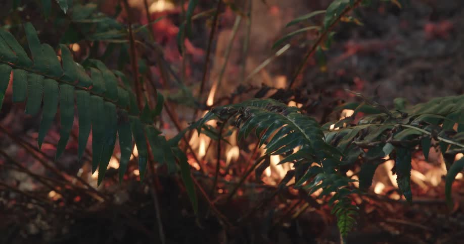 Flames and smoke rise from the ferns