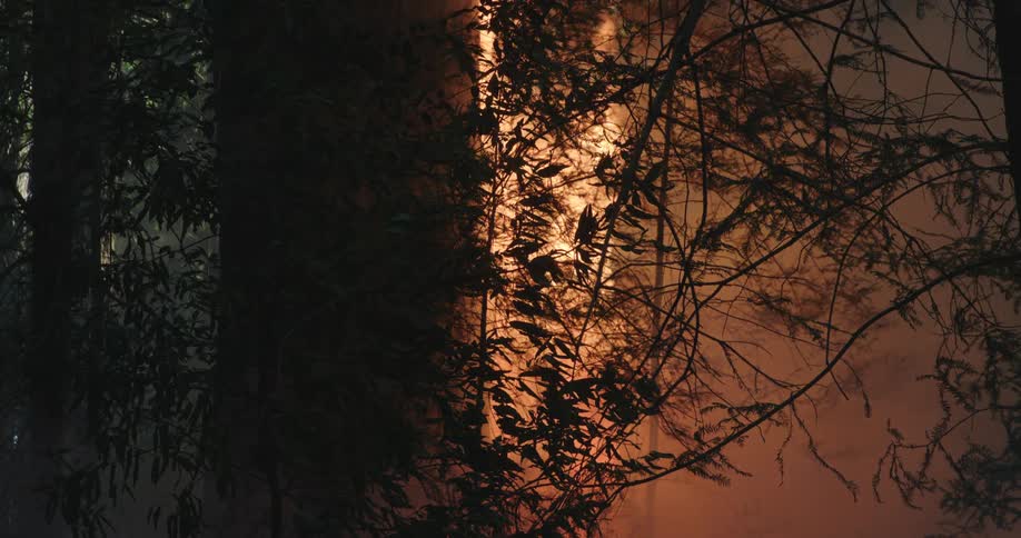 A raging forest fire burns as a tree is engulfed in blazing flames illuminating the smoke in the darkness