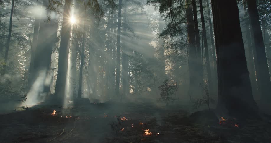 Fire burning on the ground of a redwood forest with smoke billowing through